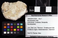 Foto (Objket + Etiketten) von Mundopsidae indet. 